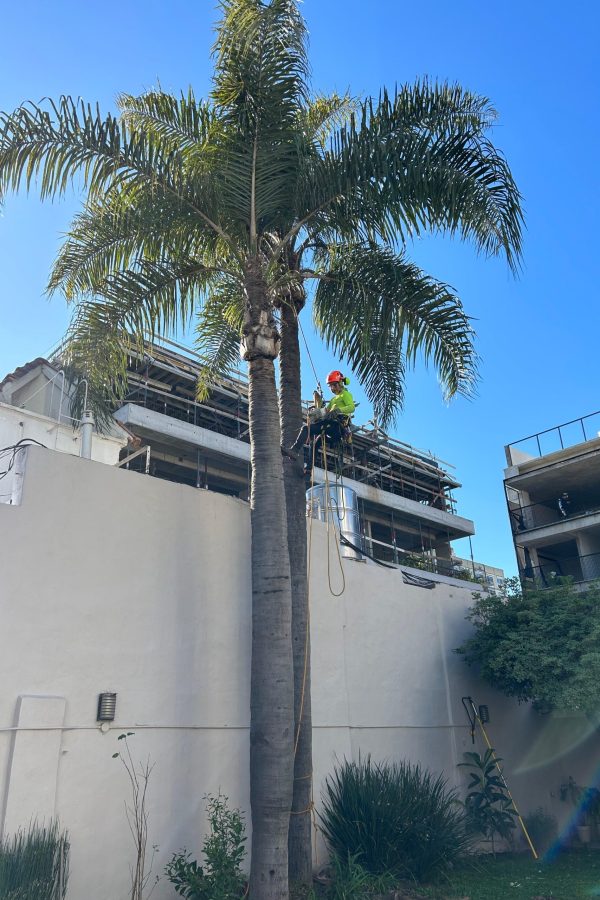 Poda de palmera