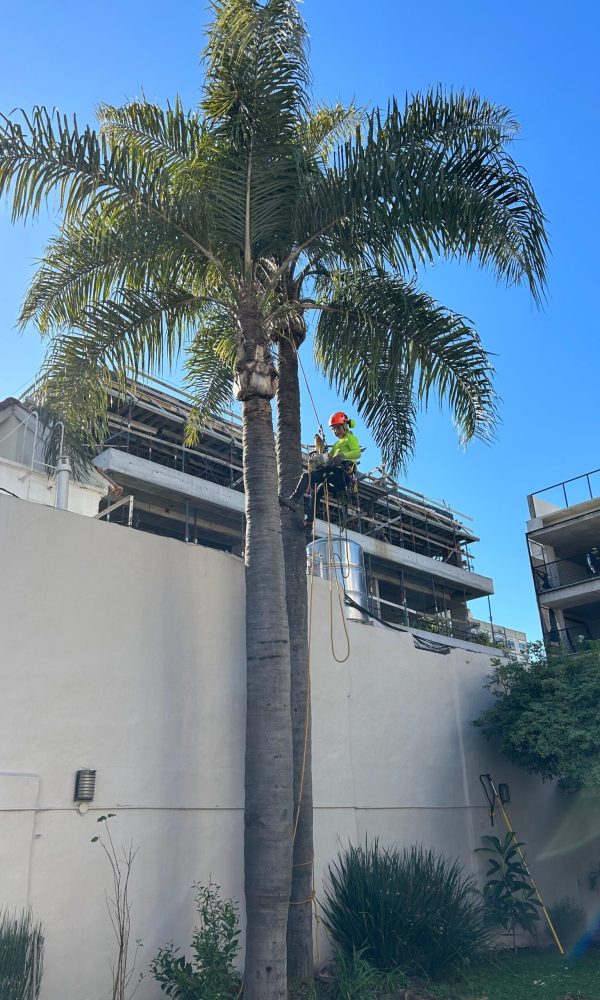 Poda de palmera