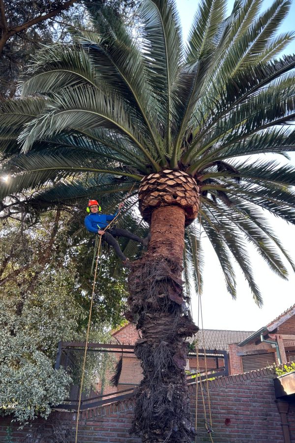 Poda de palmera