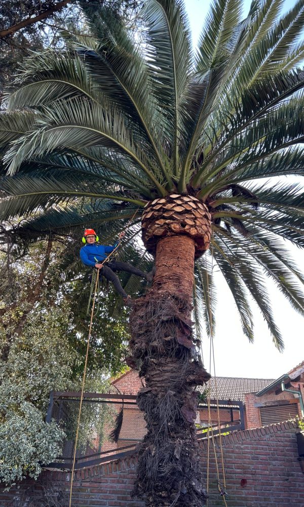 Poda de palmera